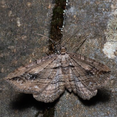 Horisme tersata (píďalka plaménková), HR, Krasno