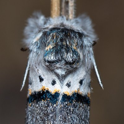 Furcula bifida (hranostajník osikový), NPP Červený kopec