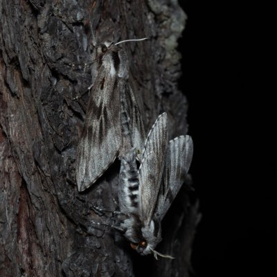 Sphinx pinastri (lišaj borový), Devět křížů