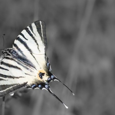 Iphiclides podalirius (otakárek ovocný), Hády