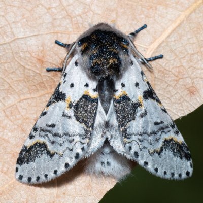 Furcula bicuspis (hranostajník březový), Říčky