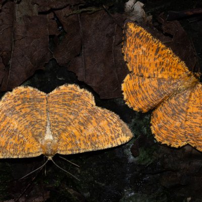 Angerona prunaria (zejkovec trnkový), Kateřinská jeskyně