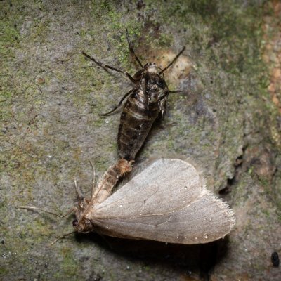 Operophtera brumata (píďalka podzimní), Podkomorské lesy