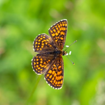 Melitaea athalia (hnědásek jitrocelový), PR Kamenný vrch