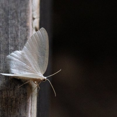 Jodis putata (zelenopláštník borůvkový), SK, NPR Važecká dolina, Tatry