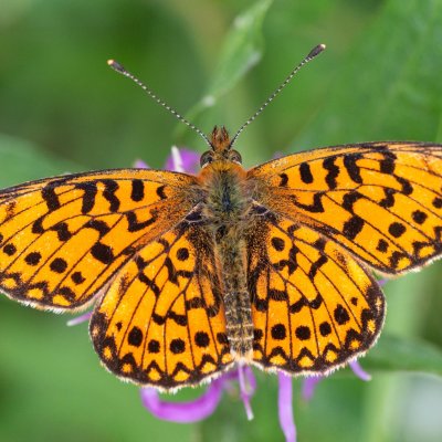 Boloria selene (perleťovec dvanáctitečný), SK, Štôla