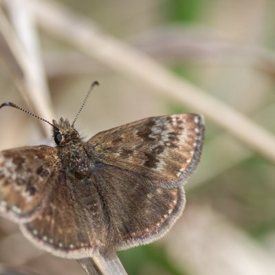Erynnis tages (soumračník máčkový), PP Hochberk