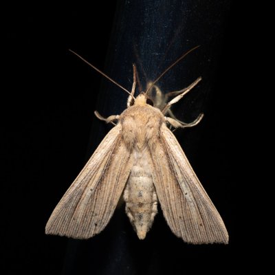 Mythimna straminea (plavokřídlec šedožlutý), Hády - Ruženin lom