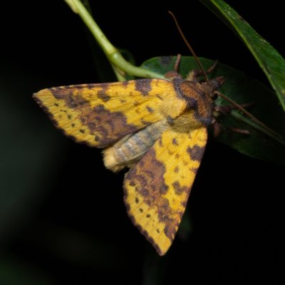 Xanthia togata (zlatokřídlec jívový), PP Střelická bažinka