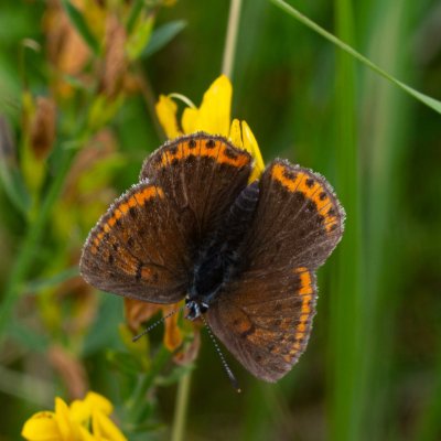 Lycaena hippothoe (ohniváček modrolemý), SK, Štôla