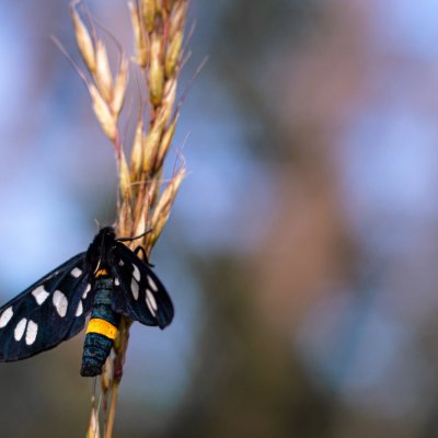 Amata phegea (běloskvrnáč pampeliškový), Podkomorské lesy