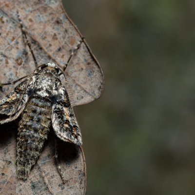 Agriopis leucophaearia (tmavoskvrnáč dubový), Žebětín