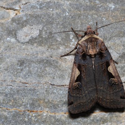 Xestia c-nigrum (osenice černé C), Hády