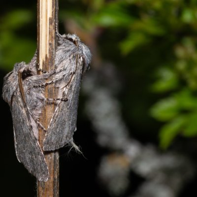 Dicranura ulmi (hřbetozubec jilmový), PP Na cvičišti