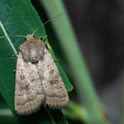 Hoplodrina octogenaria (blýskavka ptačincová), SK, Štôla