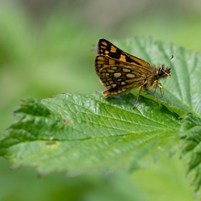 Carterocephalus palaemon (soumračník jitrocelový), PR Biskoupský kopec