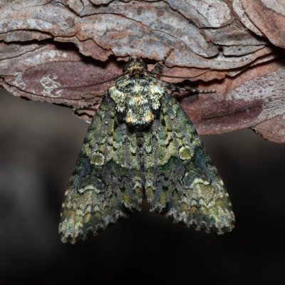 Craniophora ligustri (šípověnka jasanová), PR Svatý kopeček