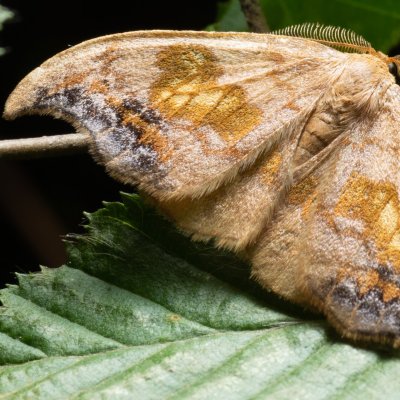 Sabra harpagula (srpokřídlec lipový), Podkomorské lesy, Kopeček