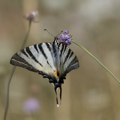 Iphiclides podalirius (otakárek ovocný), IT, Museo del Monte San Michele