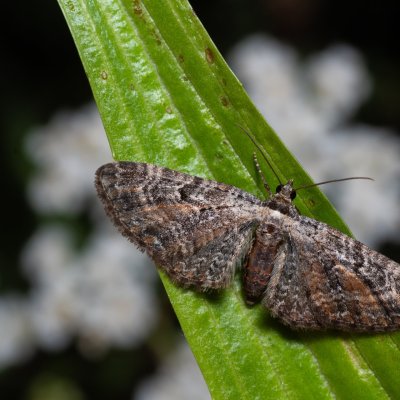 Eupithecia icterata (píďalička vratičová), PR Kamenný vrch