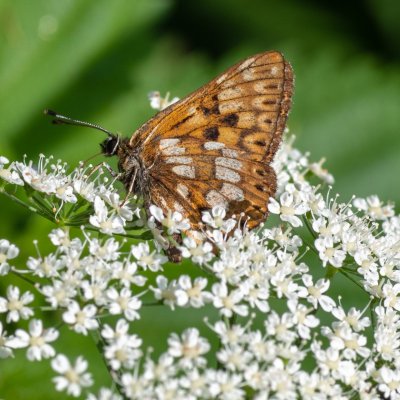 Hamearis lucina (pestrobarvec petrklíčový), PR Templštejn