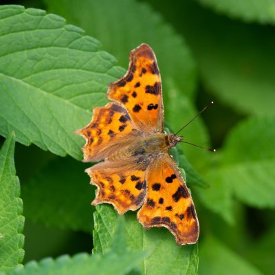 Polygonia c-album (babočka bílé c), PP Augšperský potok