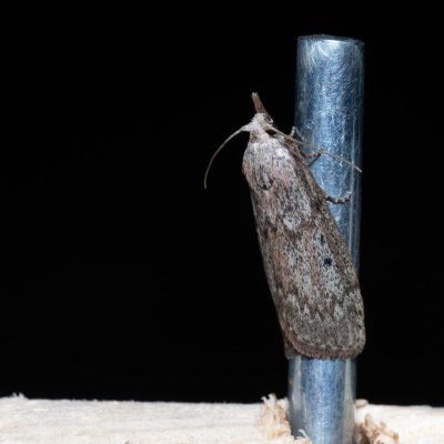 Aphomia sociella (zavíječ cizopasný), NPP Červený kopec