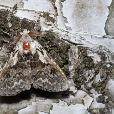 Calliteara abietis (štětconoš smrkový), NPR Radostínské rašeliniště