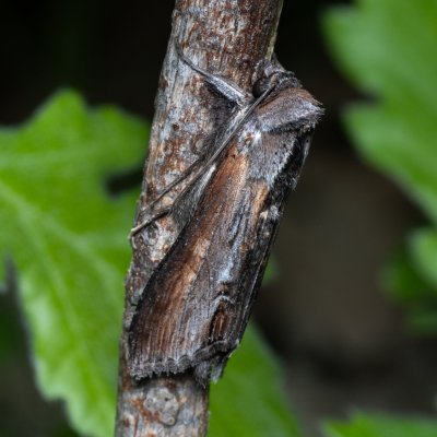 Cucullia asteris (kukléřka hvězdnicová), NPP Malhotky