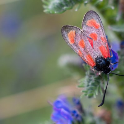 Zygaena loti (vřetenuška kozincová), NPP Švařec