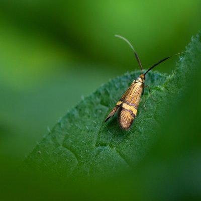Nemophora degeerella (adéla pestrá), NS Bučín