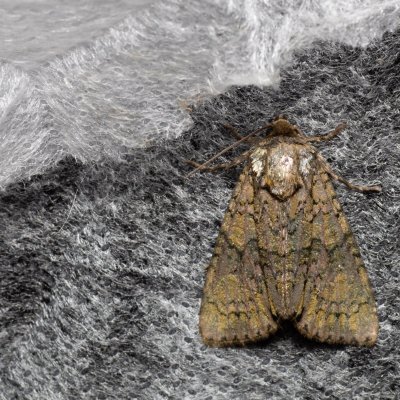 Craniophora ligustri (šípověnka jasanová), Augšperský potok