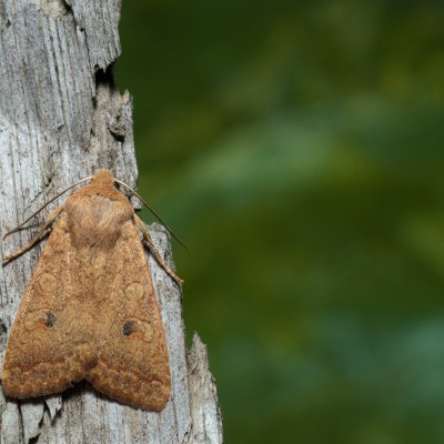 Agrochola circellaris (polnice jívová), Kamenný vrch
