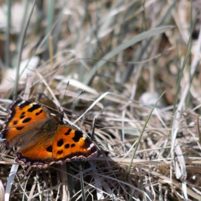 Nymphalis xanthomelas (babočka vrbová), PP Augšperský potok