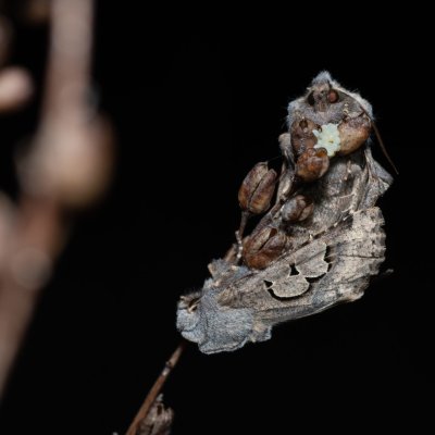 Perigrapha i-cinctum (můra ozdobná), PP Člupy