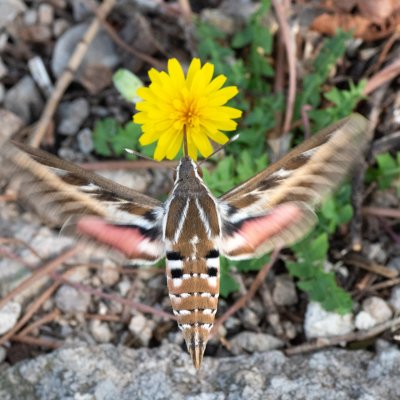 Hyles livornica (lišaj vinný), HR, Jablanac