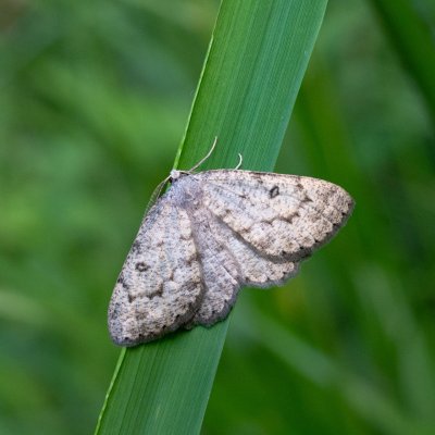 Elophos dilucidaria (šerokřídlec květelový), SK, NPR Važecká dolina, Tatry