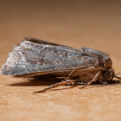 Thalpophila matura (blýskavka travní), Žebětín