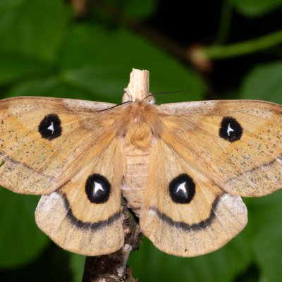 Aglia tau (martináč bukový), Augšperský potok