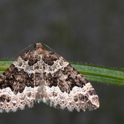 Lampropteryx suffumata (píďalka zakouřená), Kývalka