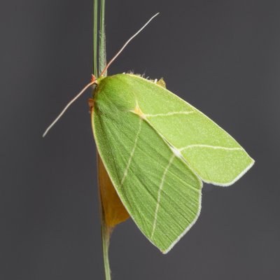 Bena bicolorana (zeleněnka dubová), Žebětín