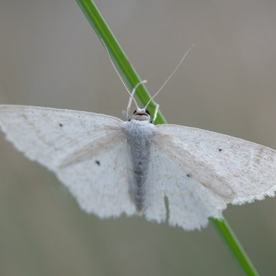 ?, NPR Mohelenská hadcová step