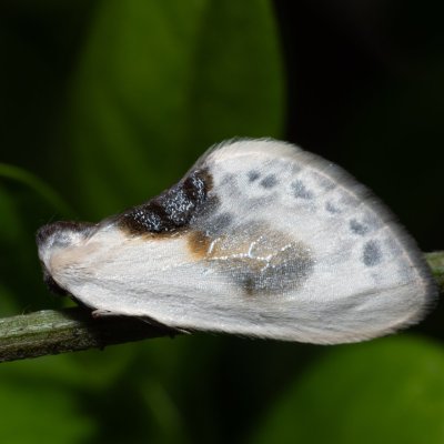 Cilix glaucata (srpokřídlec trnkový), PP Kavky