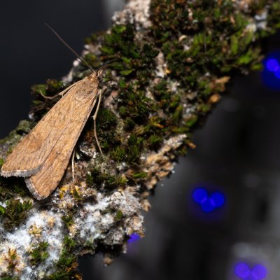 Nomophila noctuella (zavíječ stěhovavý), PR U Brněnky