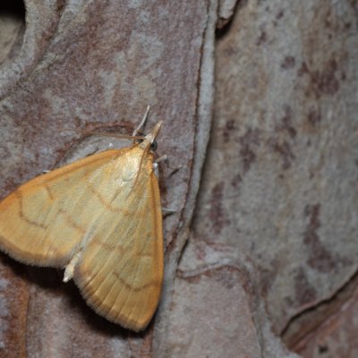 Anania crocealis (-), Kobylí