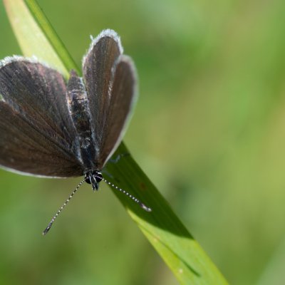 Cupido decoloratus (modrásek tolicový), SK, Štôla