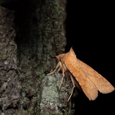 Jodia croceago (zlatokřídlec vzácný), Kamenný vrch