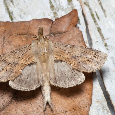 Pterostoma palpinum (hřbetozubec dvouzubý), Augšperský potok