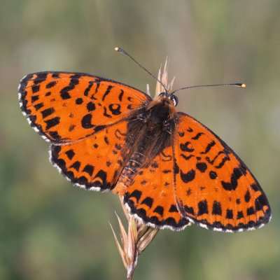 Melitaea didyma (hnědásek květelový), GR, Arakli, Korfu