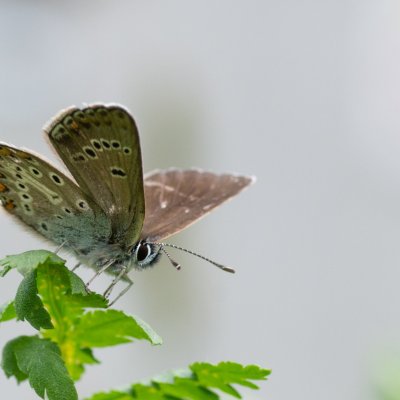 Aricia eumedon (modrásek bělopásný), SK, Štôla